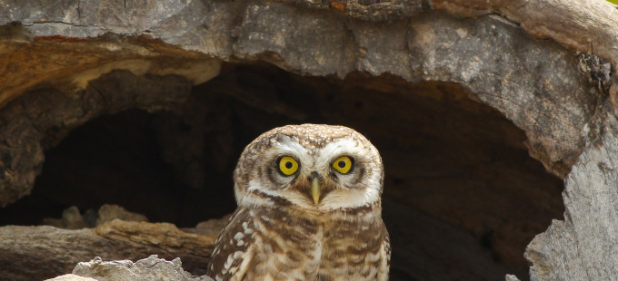 Titelbild: Die Schwierigkeit der Philosophie