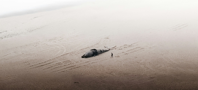 Titelbild: Doppelmoral der Walschützer: Fleischgewordenes schlechtes Gewissen