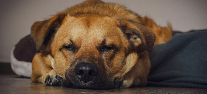 Titelbild: Glück durch Verzicht: Kann ein „Hundeleben“ glücklich machen?
