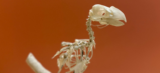 Titelbild: Wie Tiere den Tod verstehen – und was das über uns verrät
