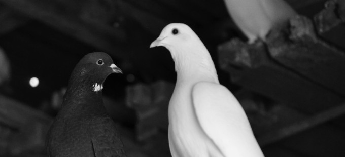 Titelbild: Zweierlei Pazifismus