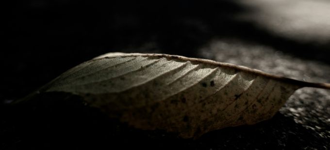 Titelbild: Freitod der Kessler-Zwillinge &ndash; Wie viel Planbarkeit ist gut?