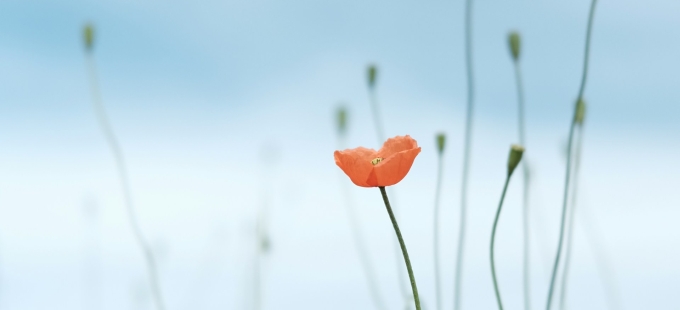 Titelbild: Habermas und die unerschütterliche Hoffnung auf die Menschheit