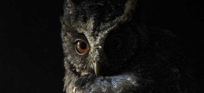 Titelbild: "Nur die Dummen nennen sich weise"