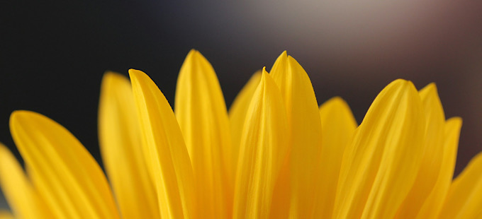 Titelbild: Welttag des Optimismus: Ist die Welt noch bei Trost?